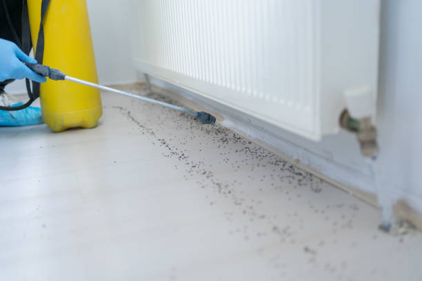 Best Wasp Removal Services  in Rosepine, LA